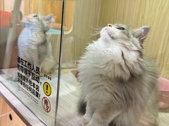 -屋虎猫馆(宝安大仟里店)