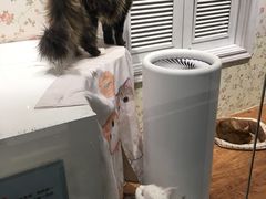 -猫小院猫主题餐厅(三里屯店)