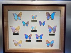 -上海昆虫博物馆