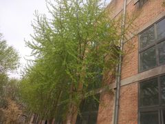 -中国艺术研究院油画院