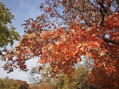 -五角枫生态旅游景区