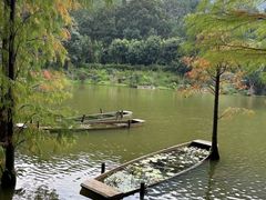 -深圳仙湖植物园