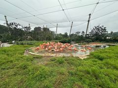 -新加坡飞禽公园