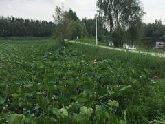 -白渔泡湿地公园