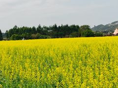 -光明小镇欢乐田园