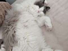 -伟伟宠物医院·瑞派猫友好医院·猫科(光谷店)