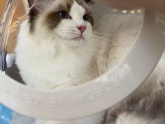 -老吴的猫·猫舍(新区店)