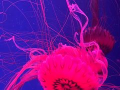 -杭州长乔极地海洋公园