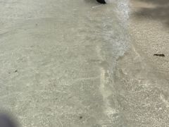 -塞尔夫岛