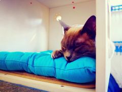 -Sirena海妖日咖夜酒