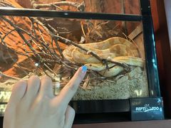 -帕帕拉兹宠物(亚洲旗舰店)