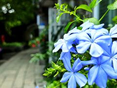 -小洲村