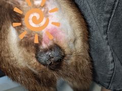 -佳怡动物医院·平价24小时·猫专科骨外科