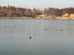 -溱湖国家湿地公园