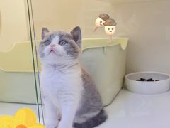 -小猫来了·猫舍(红山六九七九店)