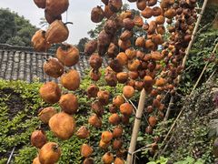 -杨家堂村