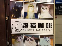 -滚猫咖啡·猫咖·猫友好撸猫(未来城店)