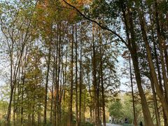 -桤木河湿地公园