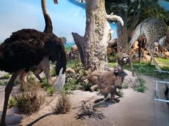 -国家自然博物馆