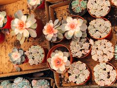 -龙大花卉苗木市场