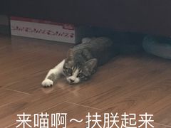 -哆趣宠物医院·眼科·内镜·急重症转诊中心(上海店)