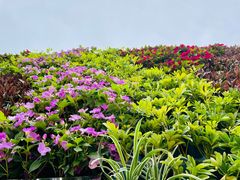 -深圳国际园林花卉博览园