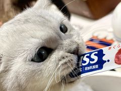 -藏猫猫咖啡主题馆(中央大道店)