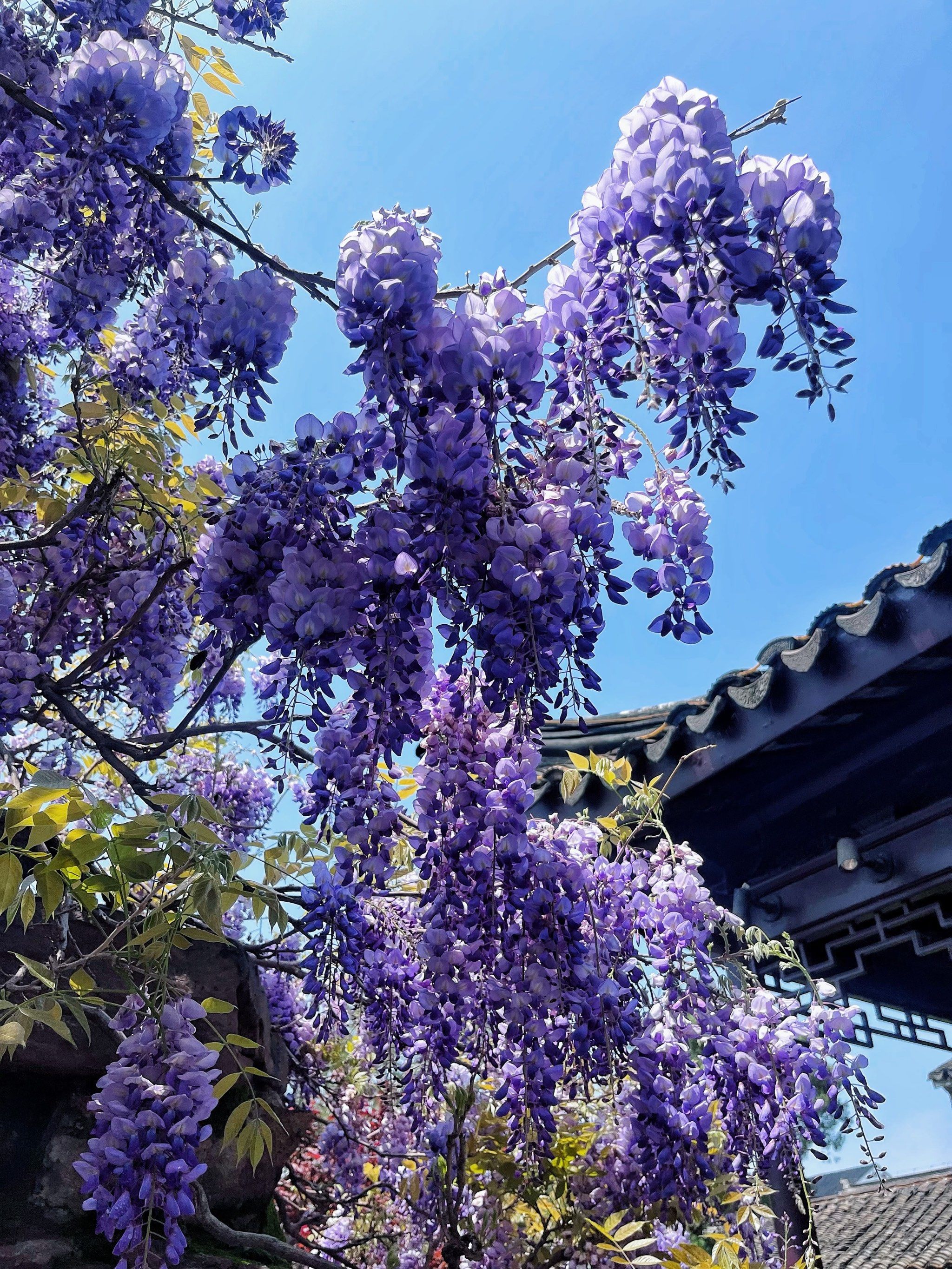 网师园的紫藤花开了