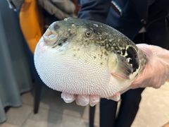 -鲐赏河豚(长寿店)