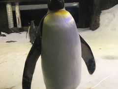 -悉尼海洋生物水族馆