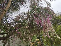 -深圳国际园林花卉博览园