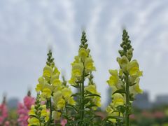 -春花秋色城市公园