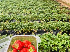 -昌平兴寿秀秀草莓采摘园