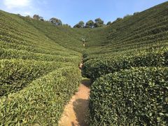 -龙坞茶村