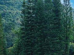 -深圳仙湖植物园