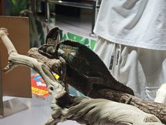 -上海大自然野生昆虫馆(东方明珠·爬宠昆虫探索中心)