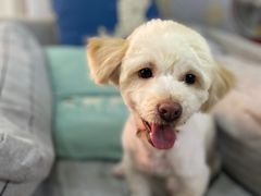 -犬也宠物造型(恒茂国际都会商业街店)