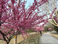 -石榴庄公园
