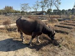 -金稼园·金平湖农家菜