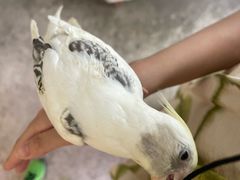-吉丁鸟咖·异宠·寄养