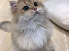 -momokira米努特·德文卷毛猫·棉花面纱犬