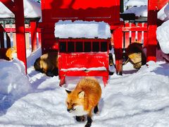 -宫城藏王狐狸村