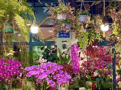 -溪岸路花鸟市场