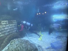 -烟台海昌鲸鲨海洋公园