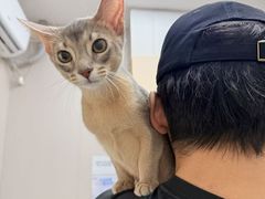 -瑞鹏宠物医院·骨科·猫科·内科(第一中心)