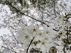 -顾村公园