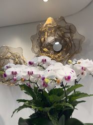 -YESIDO椰岛美容