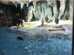 -帝企鹅自助餐厅•儿童岛•真企鹅(长隆企鹅酒店)