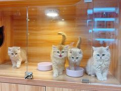 -猫十亿·布偶金渐层·曼基康矮脚猫舍(青年路店)