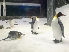 -悉尼海洋生物水族馆